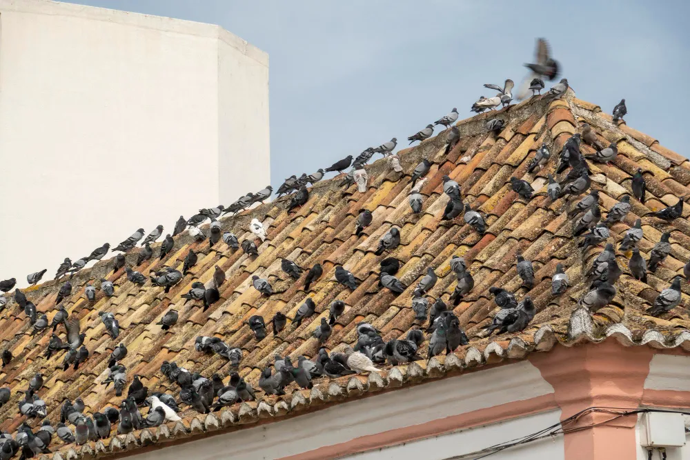 Manejo De Pombos na Zona Oeste RJ // Dedetizadora Zona Oeste RJ Manejo De Pombos na Zona Oeste RJ // Dedetizadora Zona Oeste RJ