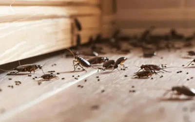 Dedetização em Cozinhas Industriais RJ: Como Atender às Exigências da Vigilância Sanitária